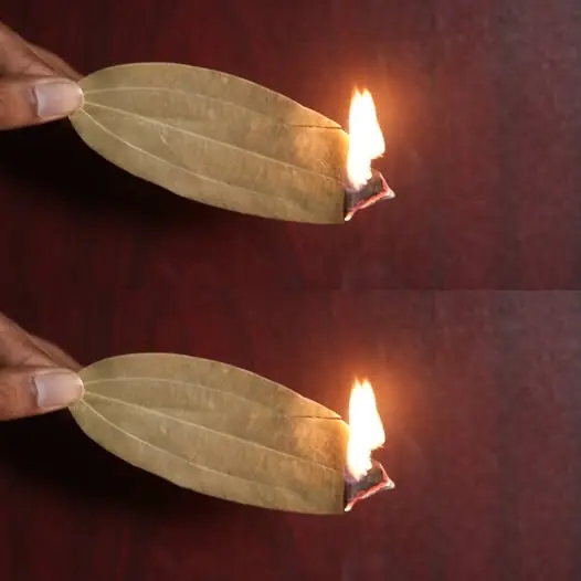 Enhance Your Environment and Well-being with Bay Leaf Burning
