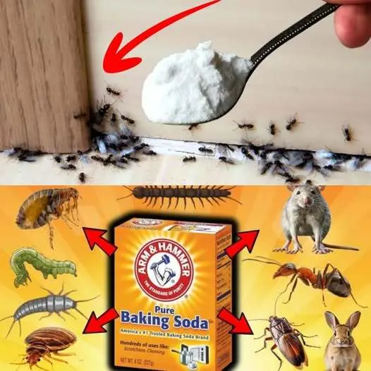 A Natural Solution to Eliminate Ants Using Baking Soda ππ§