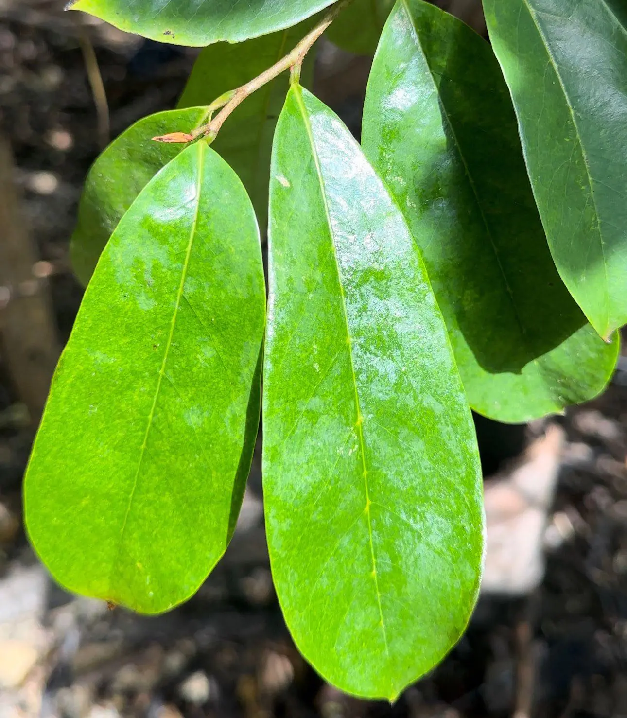 Soursop Leaf: Traditional Healing and Promising Health Benefits