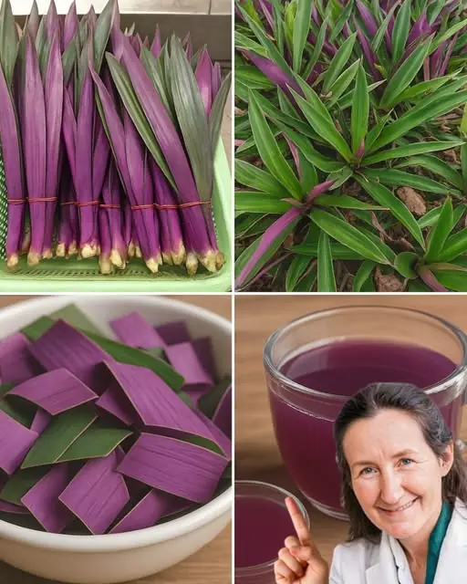 Say Goodbye to Urinary Infections, Asthma, and More: The Benefits of Tradescantia Spathacea