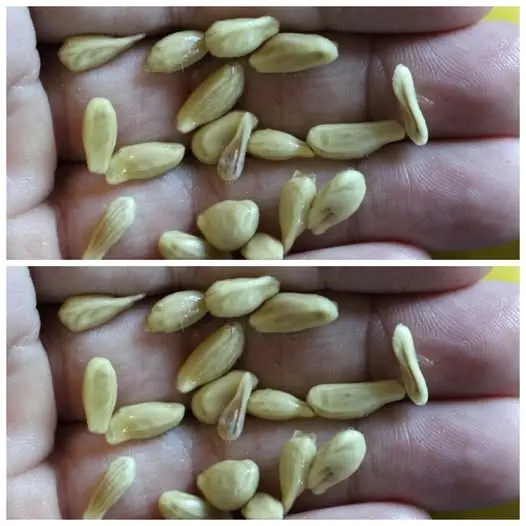 Don’t Throw Away Lemon Seeds – They’re Worth Their Weight in Gold!