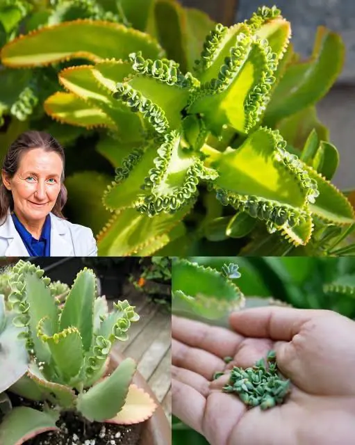 Medicinal Kalanchoe: What It’s For and How to Use It