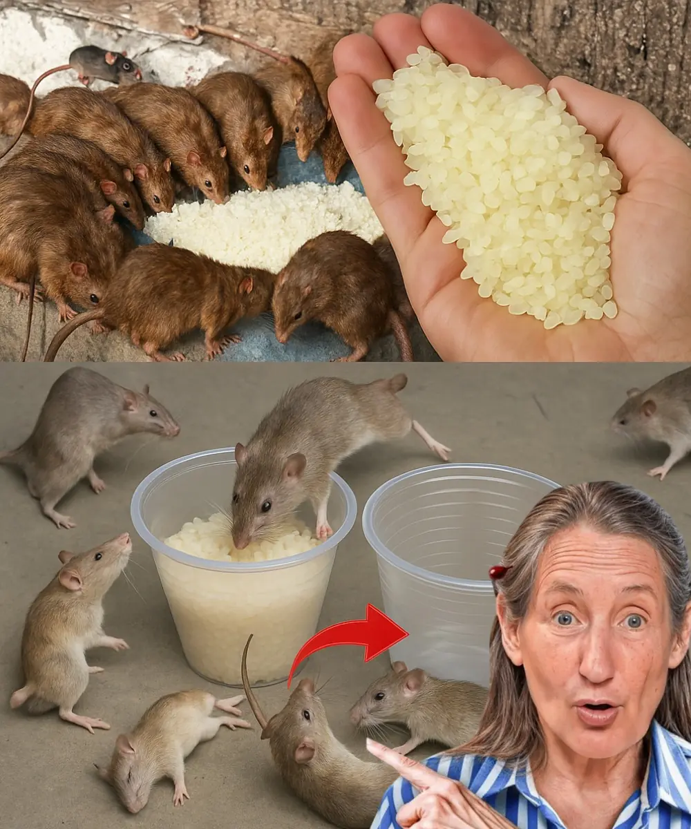 Shocking Kitchen Hack: Eliminate Rats and Cockroaches Forever with This Rice Trick!