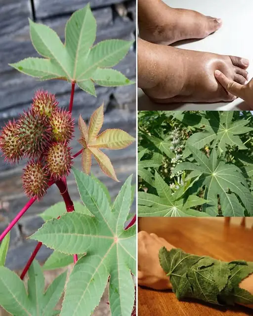 Benefits of Castor Leaves: A Natural Treasure for Health