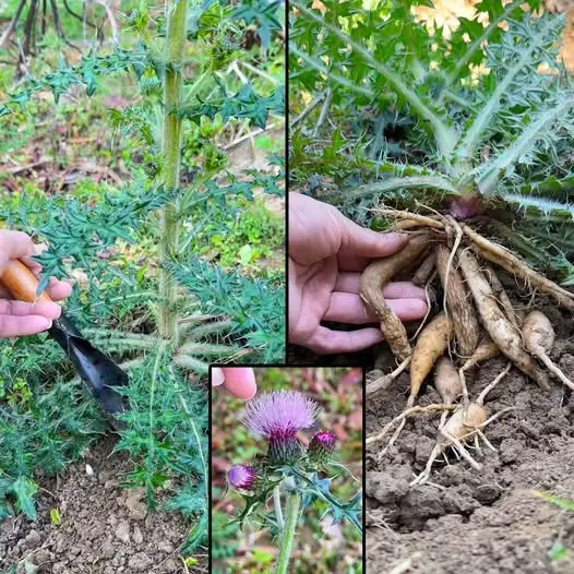 The Benefits of Milk Thistle: Natural Medicine and Liver Health