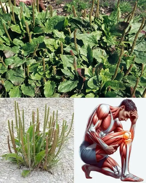 Plantain (Llantén): A Natural Treasure for Joint Pain Relief