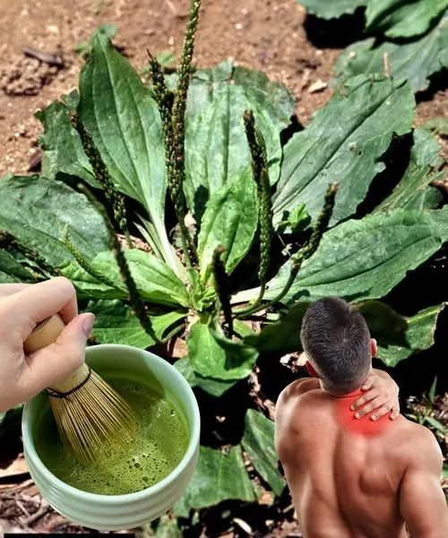 Plantain: The Gold Mine in Your Medicinal Garden