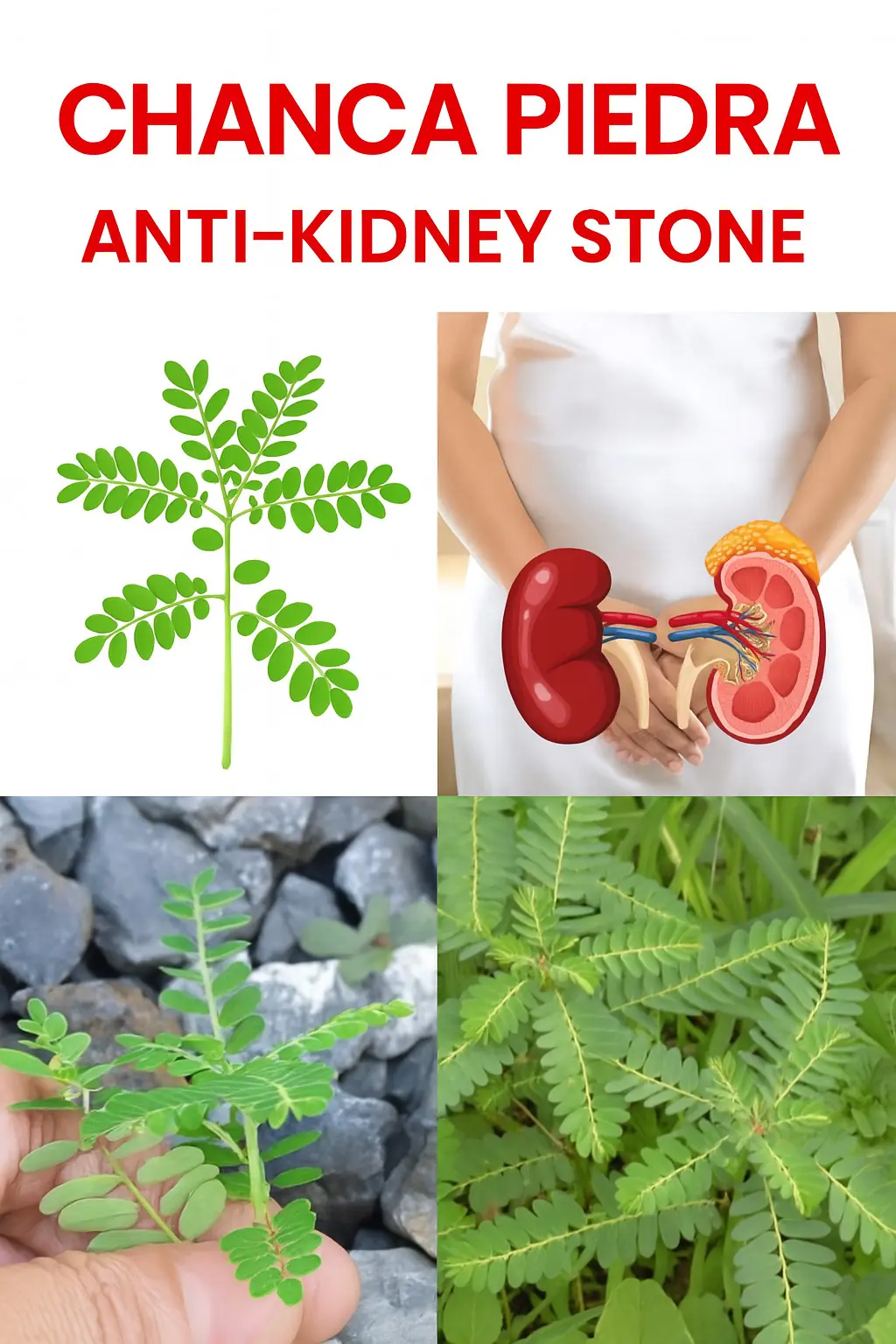 The Stonebreaker Secret: How Phyllanthus amarus Could Transform Your Health!