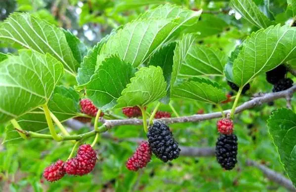Common Backyard Plant May Help Fight Tumors, Diabetes, And High Blood Pressure