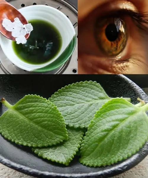 Improve Your Vision with This Natural Remedy: The Powerful Plant Changing Lives