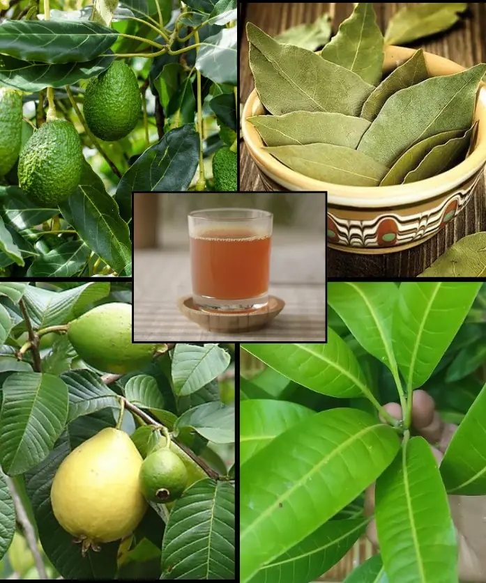 Unveiled Secrets of Natureโs Mightiest Healing Leaves: Transform Your Health with Avocado, Mango, Bay, and Guava