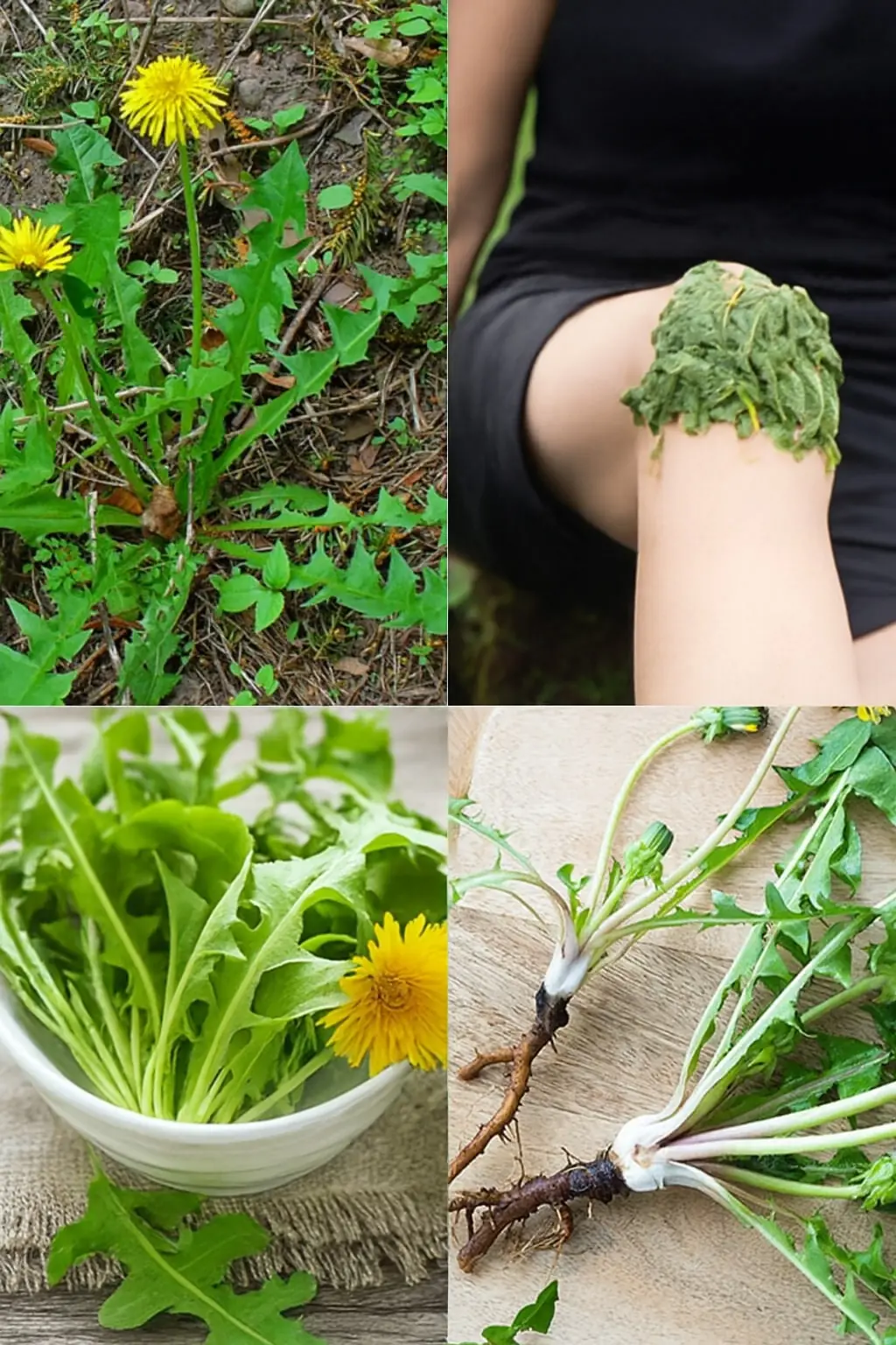The Dandelion’s Secret Superpowers: Why This “Weed” Is Nature’s Ultimate Gift! 🌼