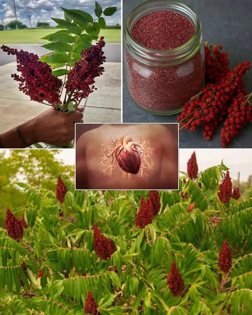 Sumac: A Hidden Treasure for Health and Cooking
