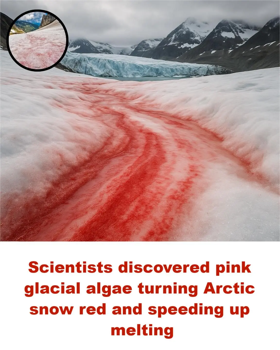 🔬 Scientists Discover Pink Glacial Algae Turning Arctic Snow Red—and Accelerating Ice Melt