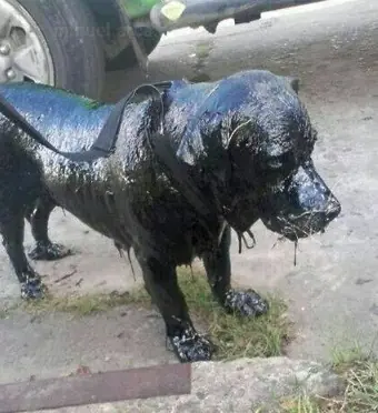 Toggle menu Newsner Stories EN Newsner Stories EN Now we pay tribute to the animal lovers who saved the dog completely covered in tar – what heroes! Now we pay tribute to the animal lovers who saved the dog completely covered in tar – what heroes!