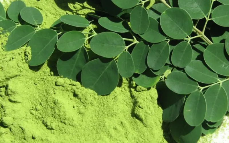 Discover the Powers of Moringa: Traditional Recipes and Health Benefits