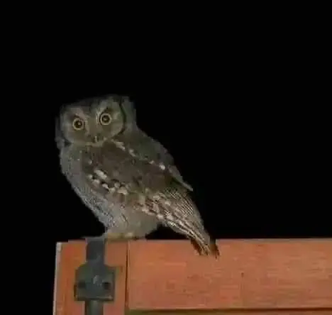 Owls: Night Guardians and Their Connection to Your Home