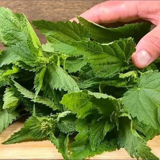 Blood Sugar Drops Immediately! This Vegetable Is a Real Treasure: Nettle 🌿