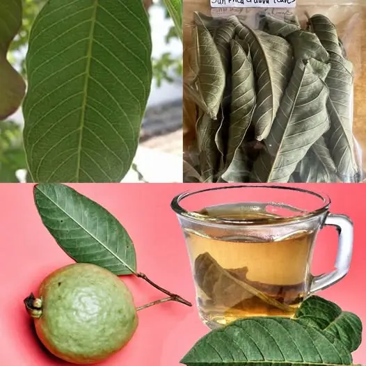 This Is What Happens If You Drink Guava Leaf Tea – 3 Surprising Benefits