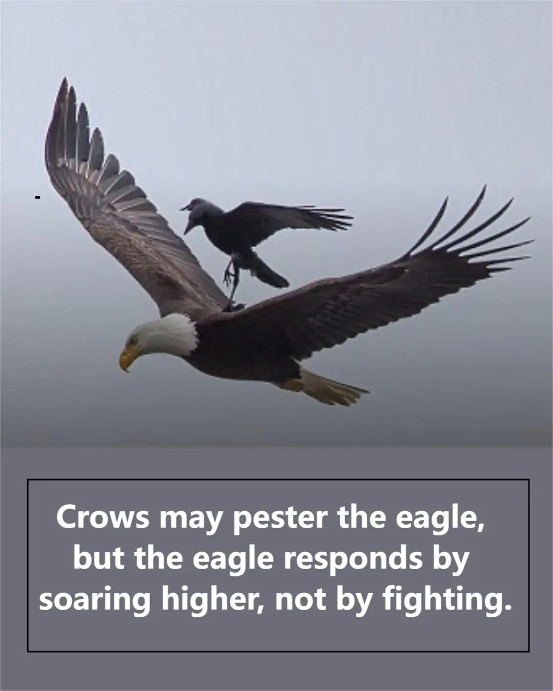 The Eagle’s Response: A Powerful Lesson in Rising Above