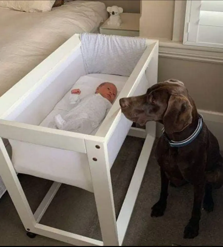 A newly adopted stray dog saved the life of a newborn baby in the middle of the night