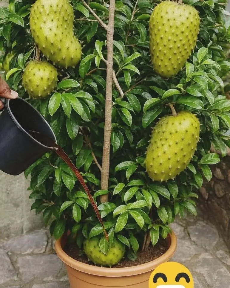 How to Make Soursop Bloom at Home: Benefits and Care Tips