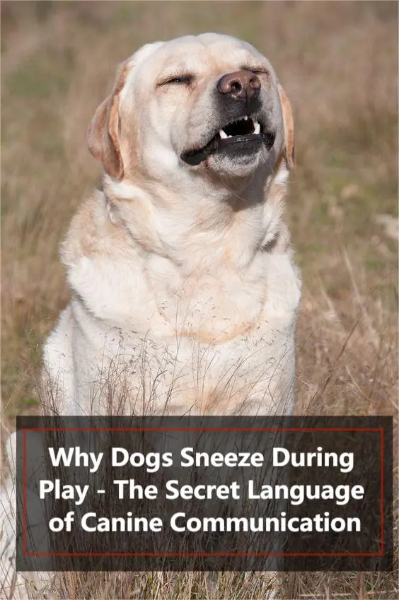 Why Dogs Sneeze During Play: The Secret Language of Canine Communication