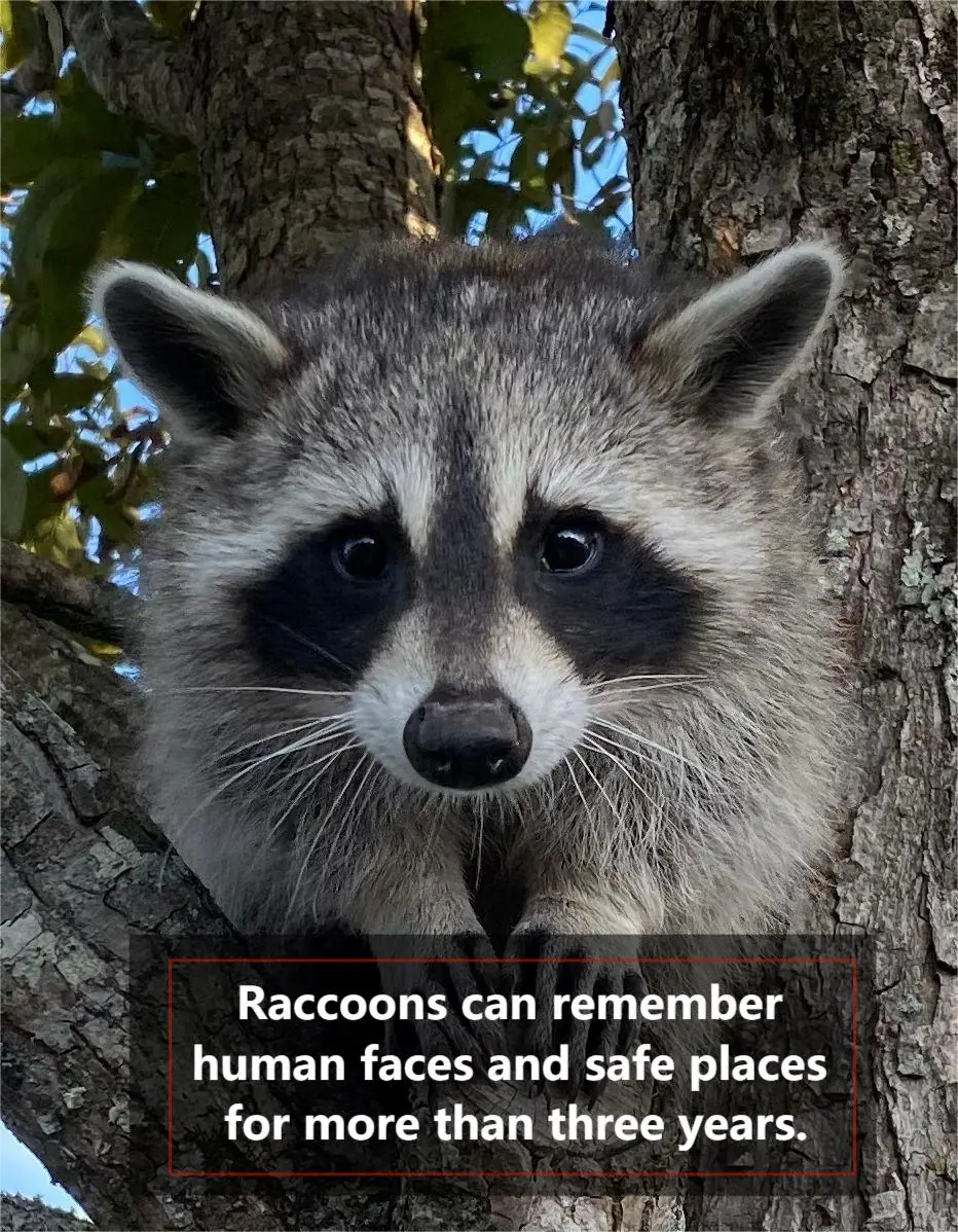 Raccoons Can Remember You—For Over Three Years