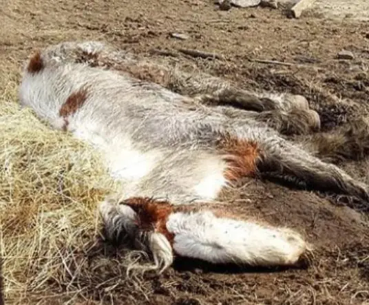 Starving horse Heidi is dumped in mud and left to die – volunteers save her and now she’s winning awards