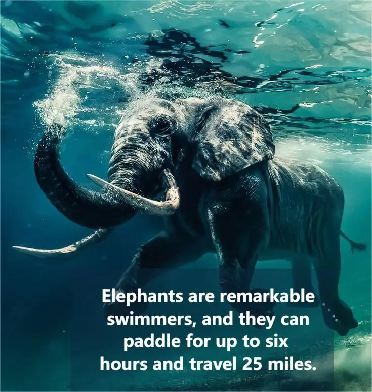 Elephants: Nature’s Gentle Giants with Surprising Swimming Skills