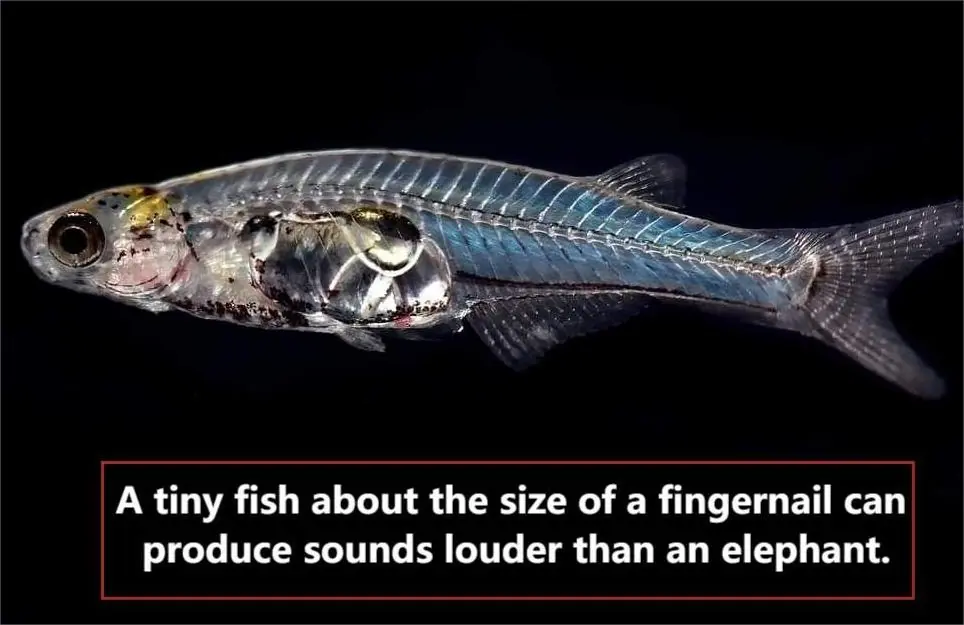 Tiny Fish, Big Noise: The Fingernail-Sized Danionella cerebrum Outsounds an Elephant