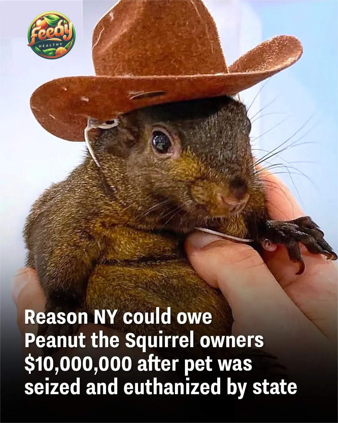 Reason NY could owe Peanut the Squirrel owners $10,000,000 after pet was seized and euthanized by state