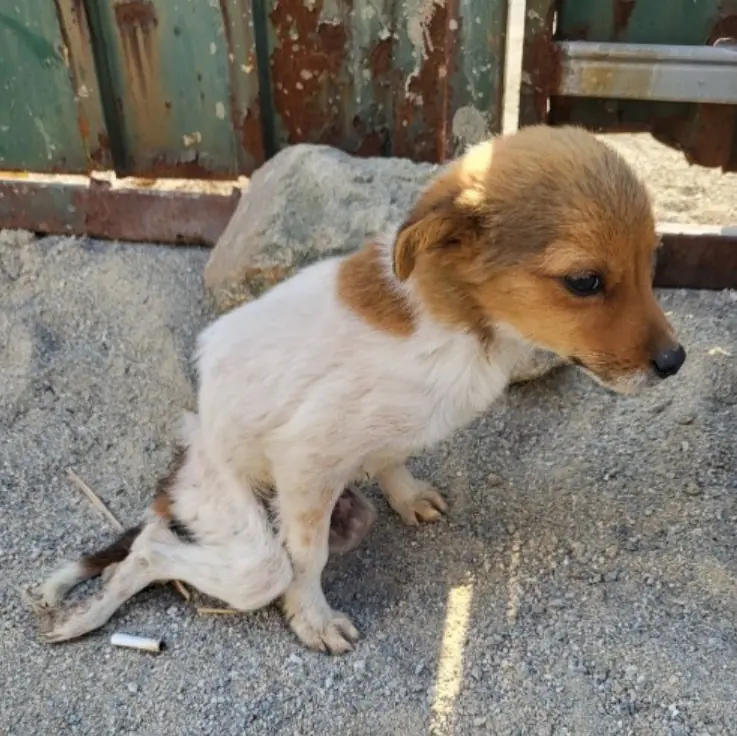 Rescued: Lost Dog with Bambi’s Innocence Melts Hearts with His Fragile Demeanor
