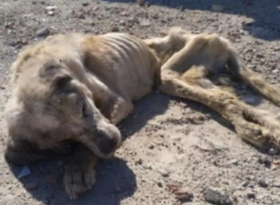 Ragnar the Rescued Mastiff: A Heartbreaking Tale That Inspires Hope and Compassion Worldwide