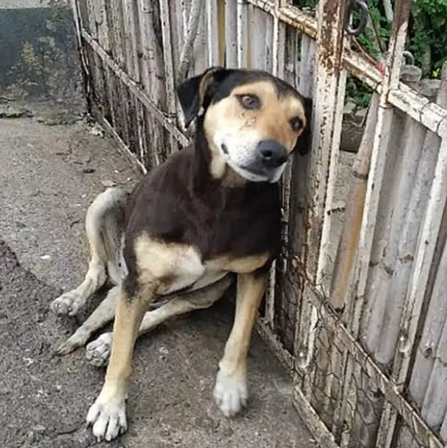 Preciosa’s Remarkable Journey: From Abandonment to Finding Love and a Forever Home