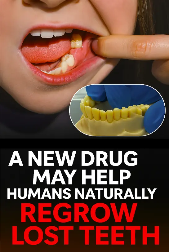 Japan’s Tooth Regrowth Drug: Dental Health Revolution!