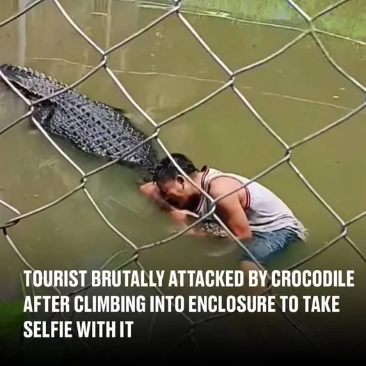 Tourist’s Selfie Stunt Turns Into Terrifying Crocodile Attack in the Philippines
