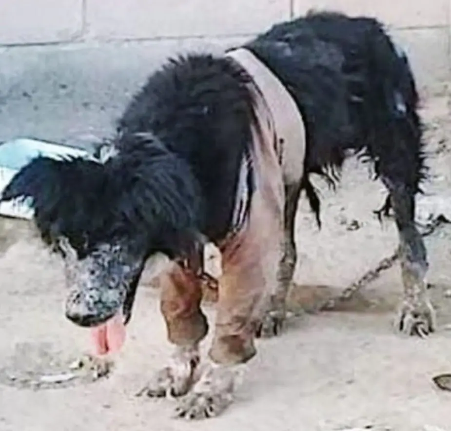 Shotley’s Journey: From Neglect to a Loving Home
