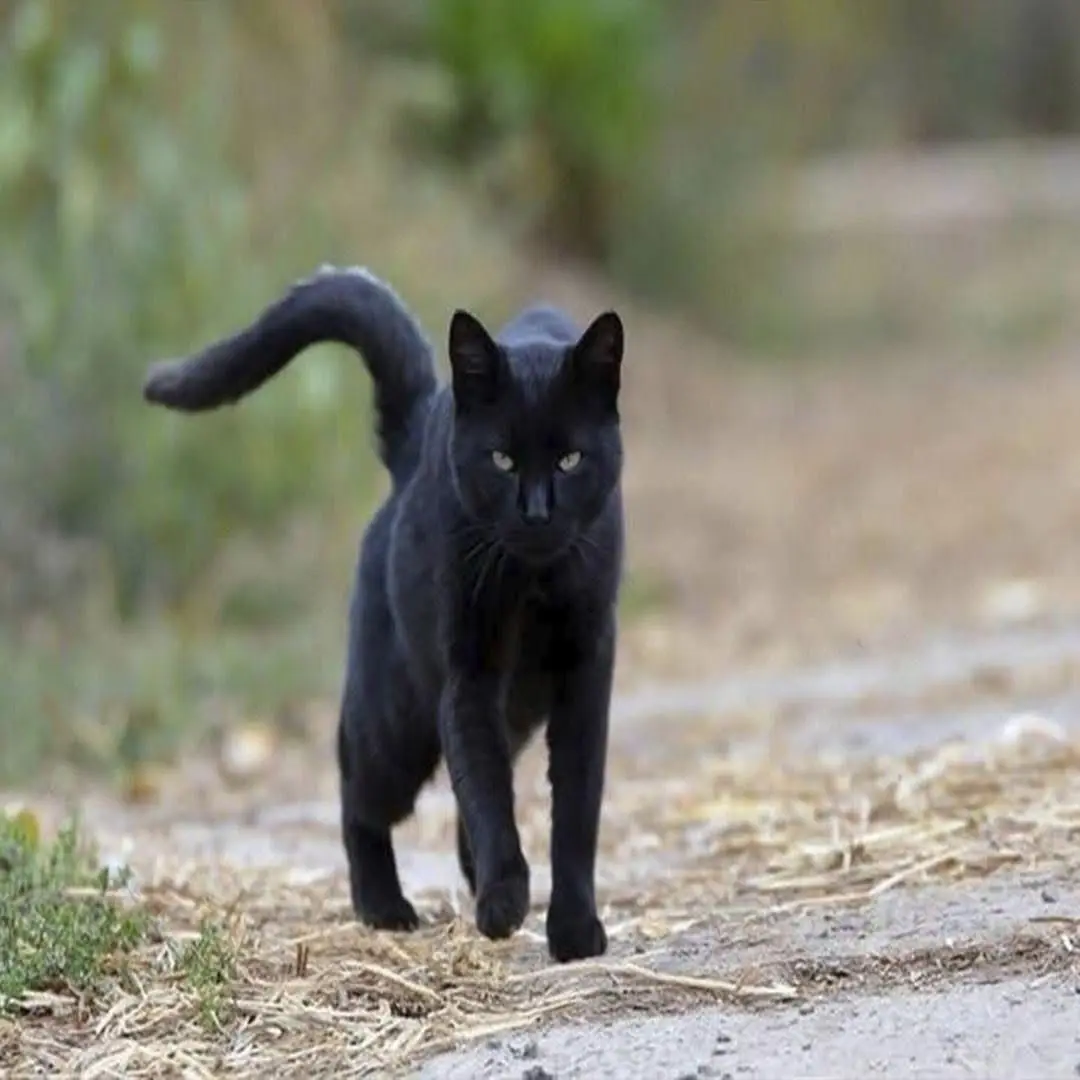 The Magic of Black Cats and Their Impact on Our Health