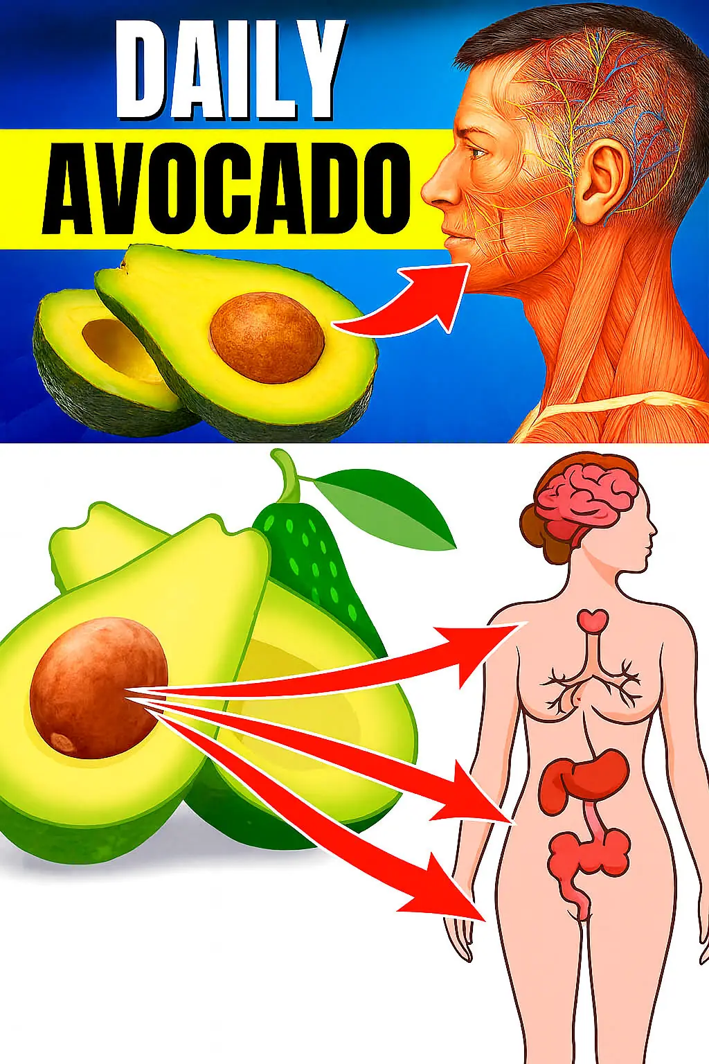 9 Things You Should Never Ignore Before Eating Avocados – #7 Will Surprise You! 🥑