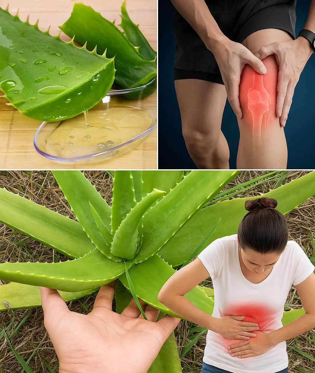 Aloe Vera: The Ancient Plant That Quietly Solves 16 Modern Health Problems 🌿