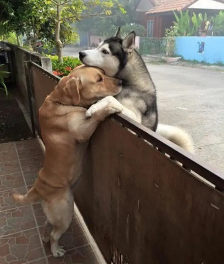 Lonely Dog Escapes Yard Just to Hug His Best Friend
