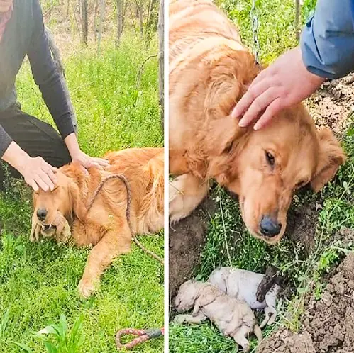 Heartbroken dog digs grave for her de…ad puppy after trying to revive it