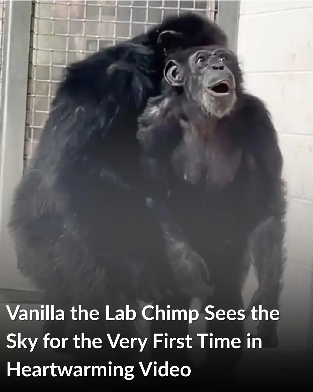 Chimpanzee has the sweetest reaction after seeing the sky for the first time after life of captivity
