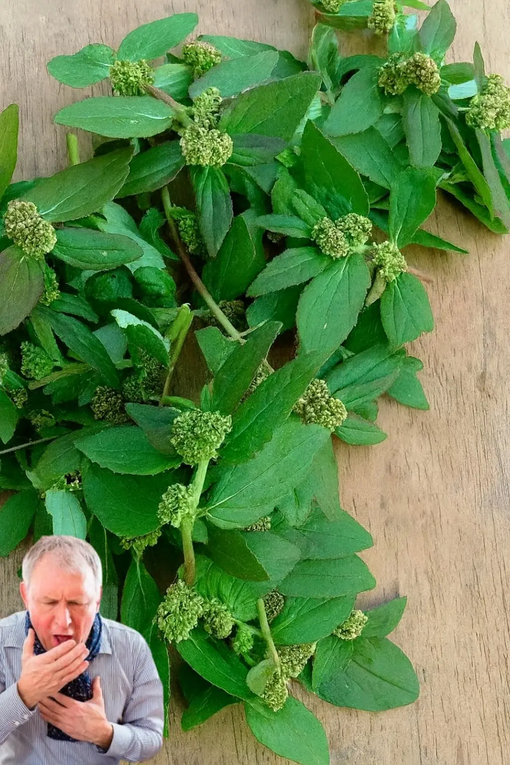 Unlock the Power of Euphorbia Hirta: Nature’s Asthma Plant for Total Wellness! 🌿