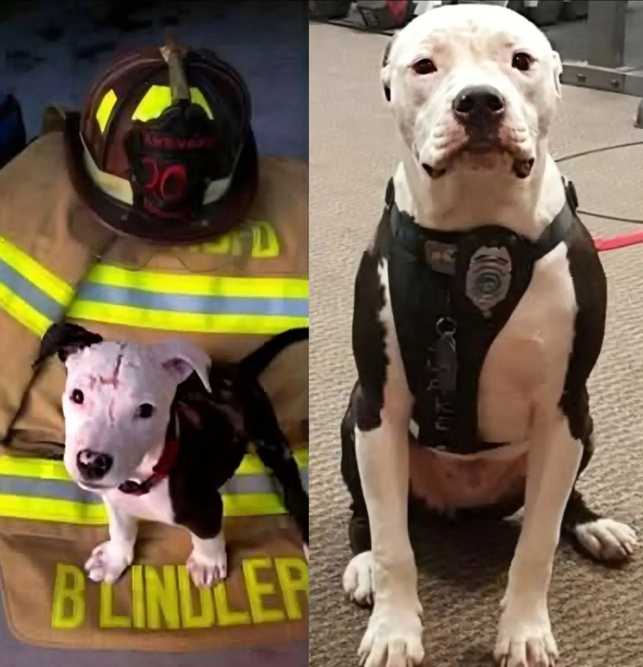 From Ashes to Honor: Burned Puppy Becomes Firehouse’s First Official K9
