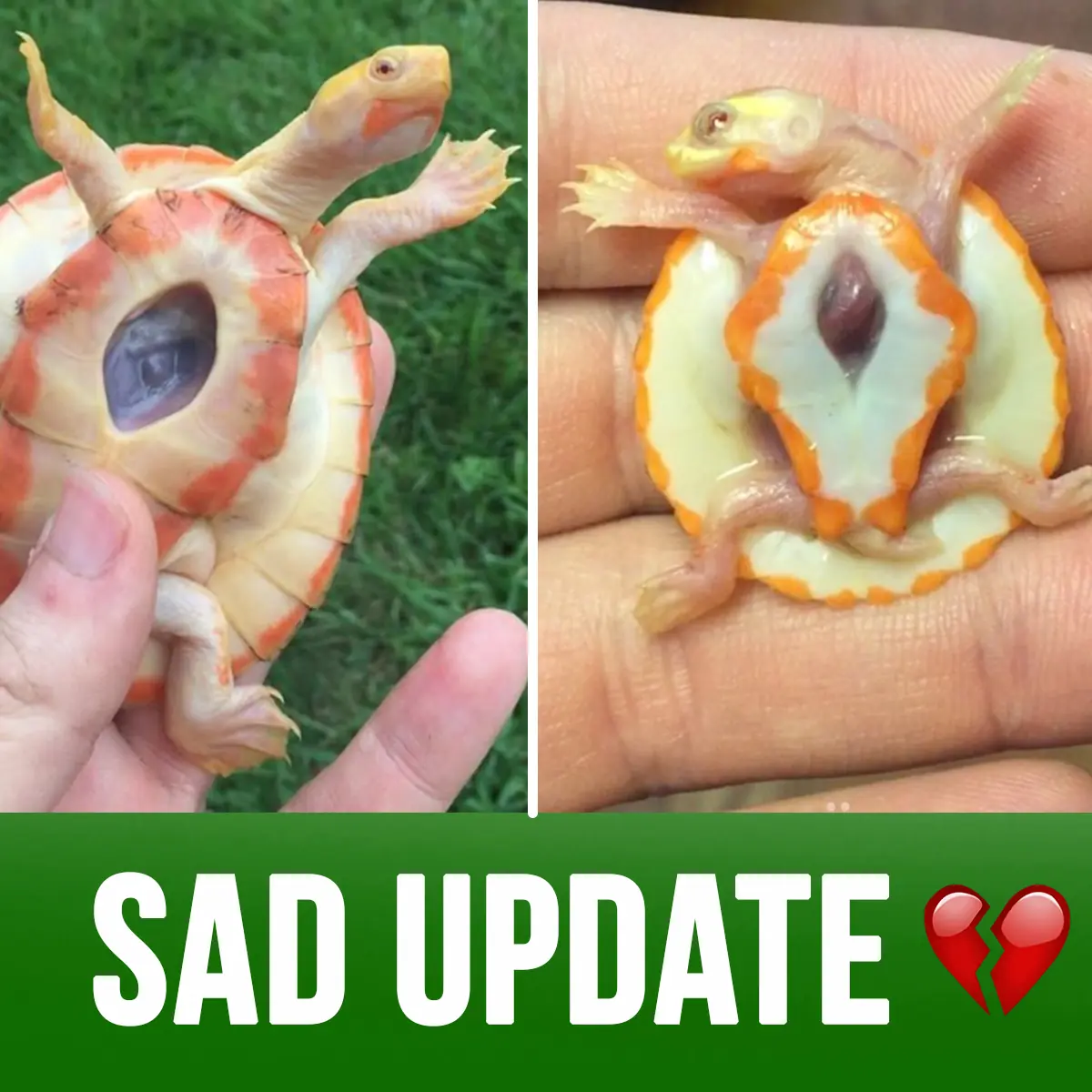 Hope, albino turtle born with exposed heart who inspired world, has died — rest in peace