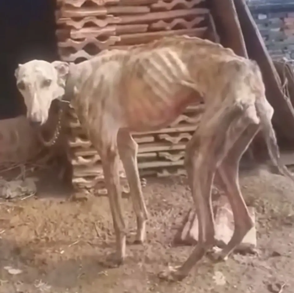 From Stray on the Streets to Shining Star: Sam’s Inspiring Recovery Journey