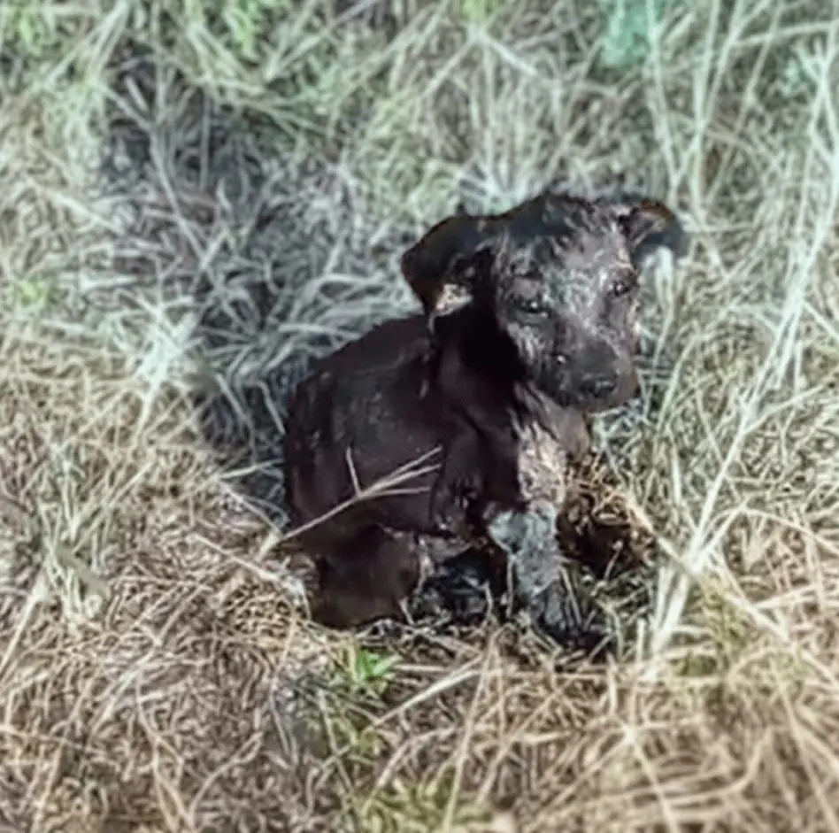 From Abandoned to Adored: Amber the Puppy’s Journey to Hope and a Fresh Start!