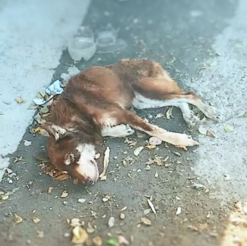 A Dog’s Unfinished Dream of Happiness Finally Comes True